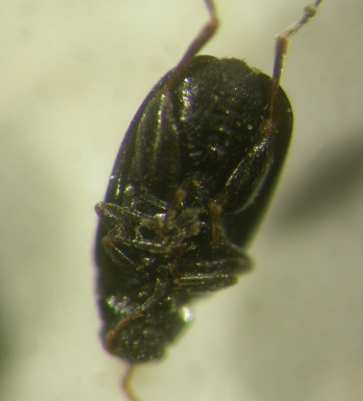 richiedo conferma: Phyllotreta
